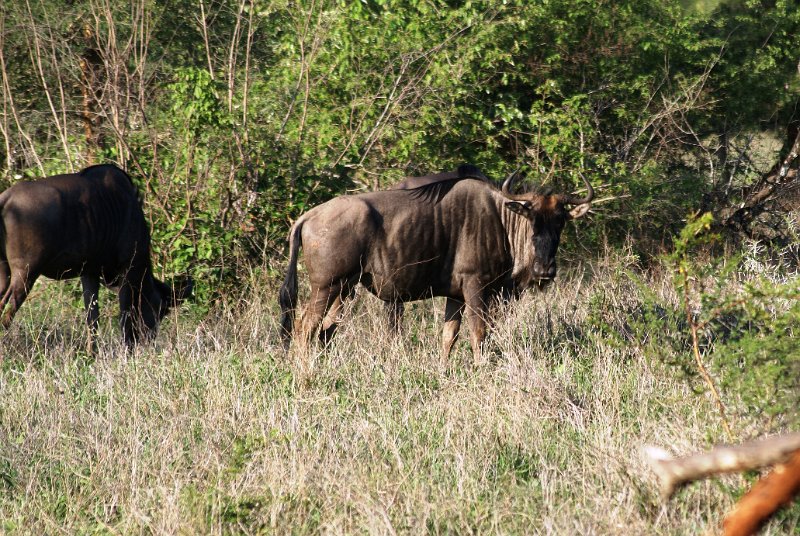 Pic (114).JPG - Gnus                 